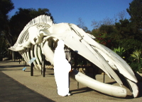 シロナガスクジラの完全骨格標本
