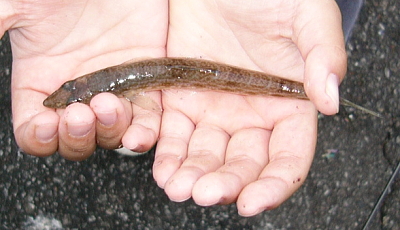細長い魚