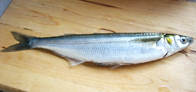 何の魚かな