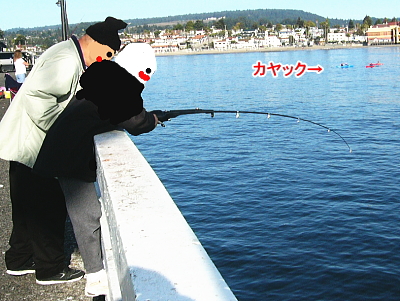 まる赤、サバを釣る