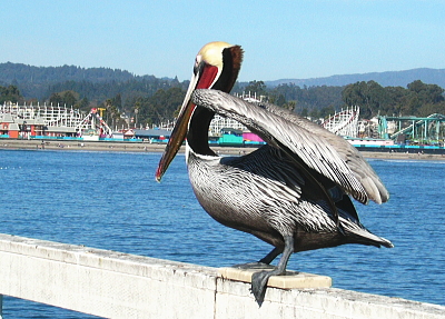 ブラウンペリカン