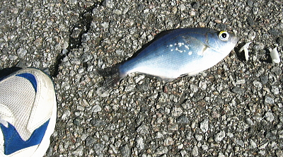 手の平大のお魚