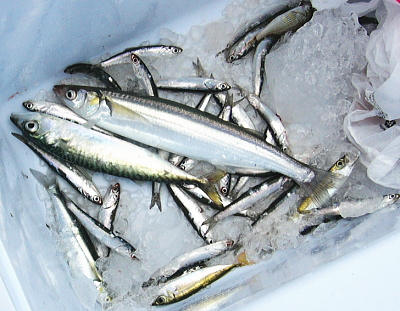 サビキで釣った魚