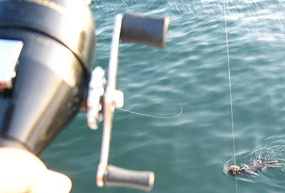 ラッコと釣り