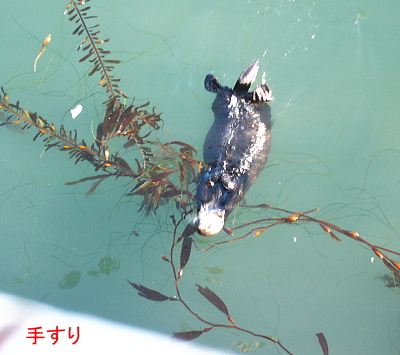 ワカメを枕にしたラッコちゃん