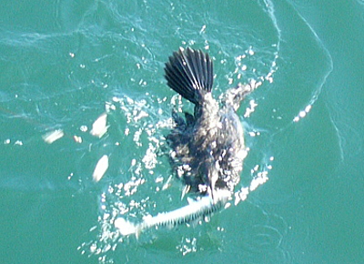 鳥と綱引き