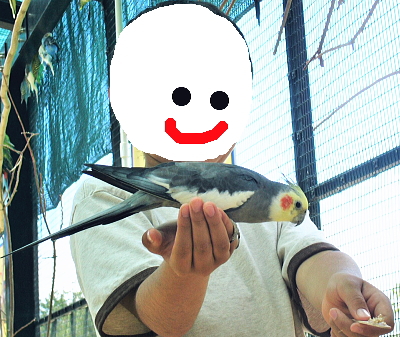 IJCRƂ܂