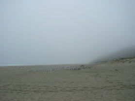 ���ɕ�܂��T���Z�b�g�r�[�`