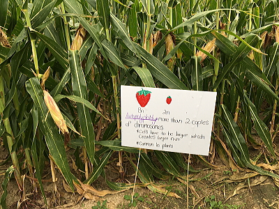 豆知識の看板
