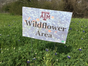 TAMU大学のブルーボネット花畑看板