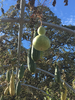 ひょうたんとヘチマ