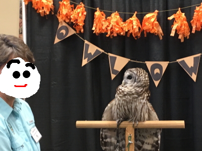 フクロウさん