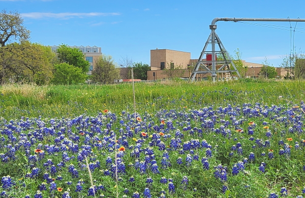 TAMU大学のガーデンズ庭園のブルーボネット