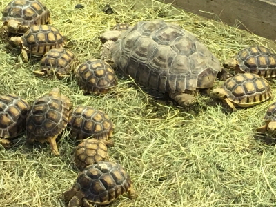 動物園陸ガメ