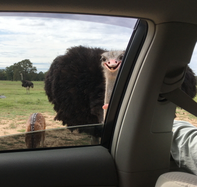サファリ餌やりダチョウ