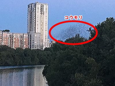 コウモリ出たーーー