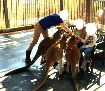 カンガルー餌やり