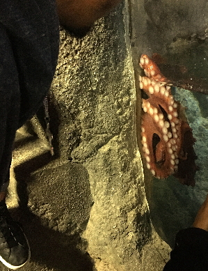 タコの餌やり
