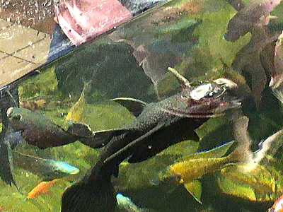熱帯魚の餌やり