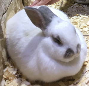 ウサギの餌やり