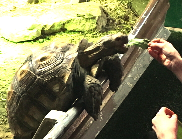 亀の餌やり