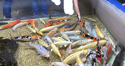 鯉の餌やりとお触り