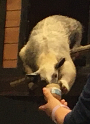アリクイの餌やり