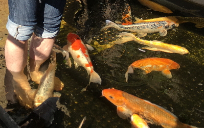 鯉ウォークアップ